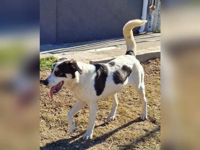Cassie - sie wurde zusammen mit ihren Geschwistern vor dem sicheren Tod gerettet.