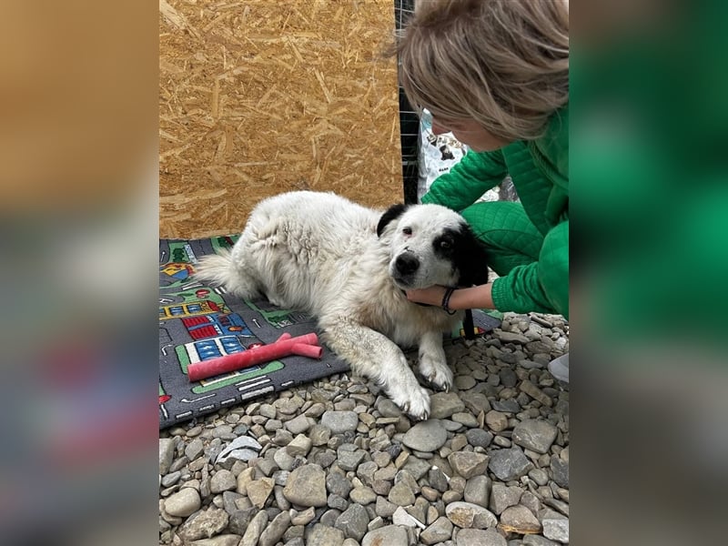 Bianca - sucht ihren Retter
