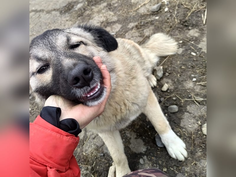 Kim möchte nicht in Tierheim aufwachsen