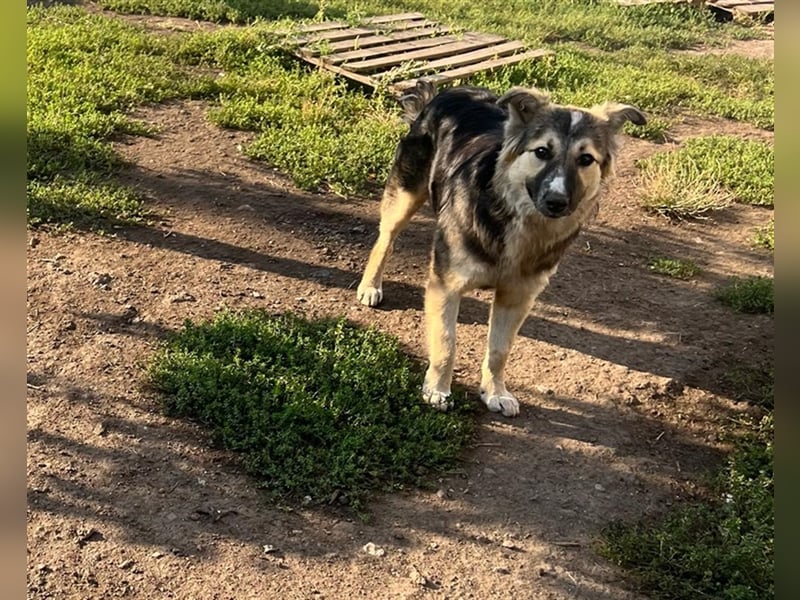 Pepper - sucht liebevolle Halter