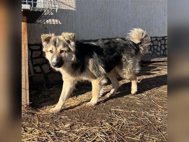 Pepper - sucht liebevolle Halter