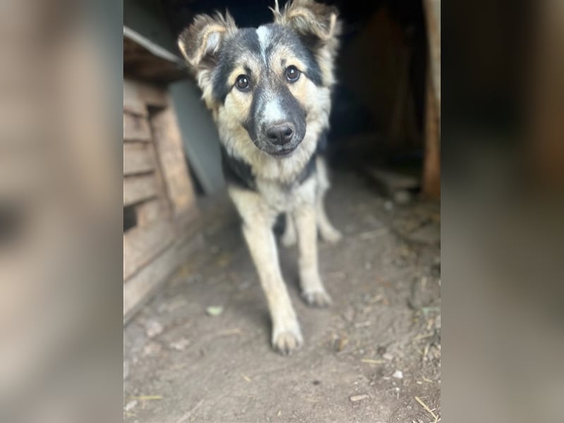 Pepper - sucht liebevolle Halter