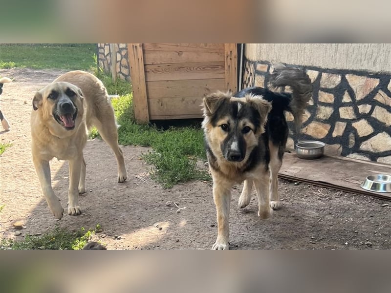 Pepper - sucht liebevolle Halter