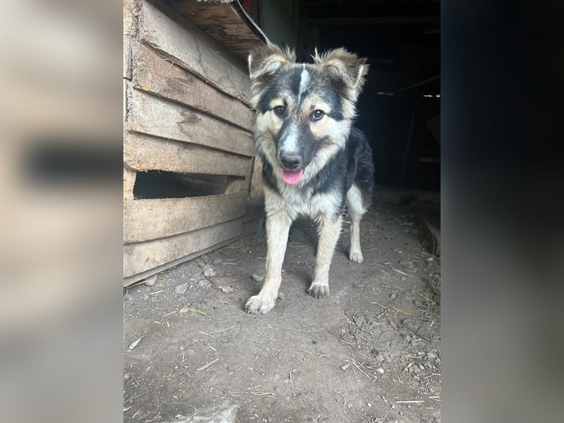 Pepper - sucht liebevolle Halter