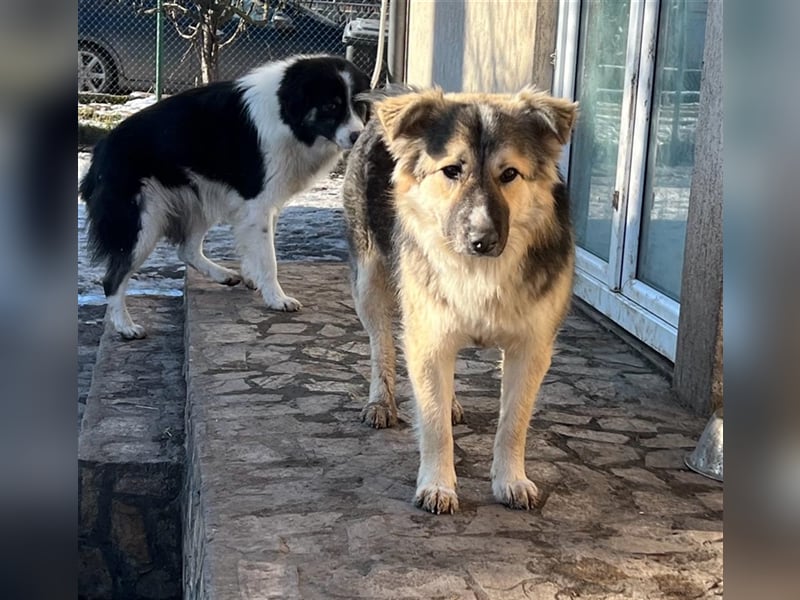 Pepper - sucht liebevolle Halter