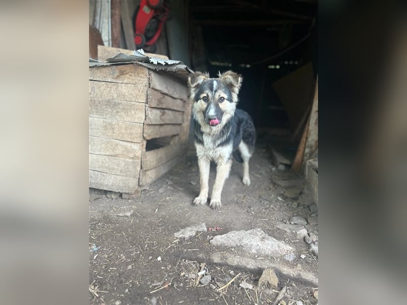 Pepper - sucht liebevolle Halter