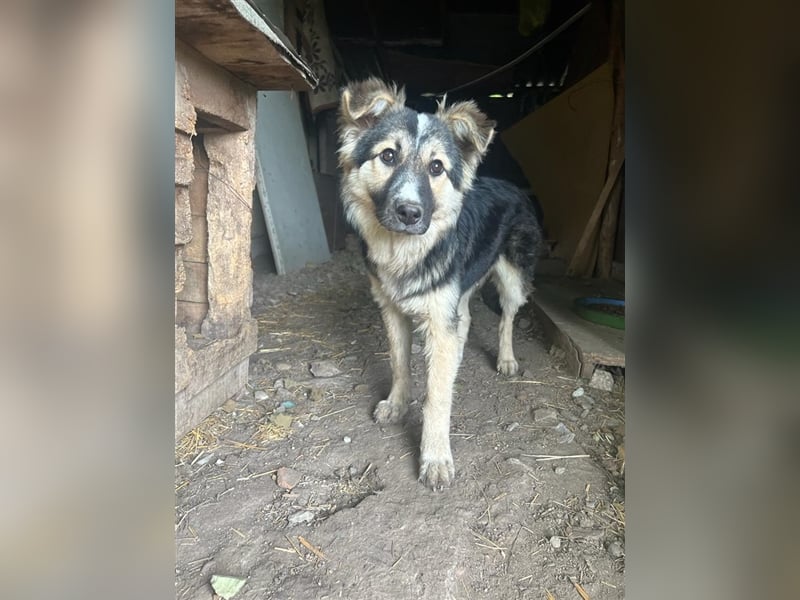 Pepper - sucht liebevolle Halter