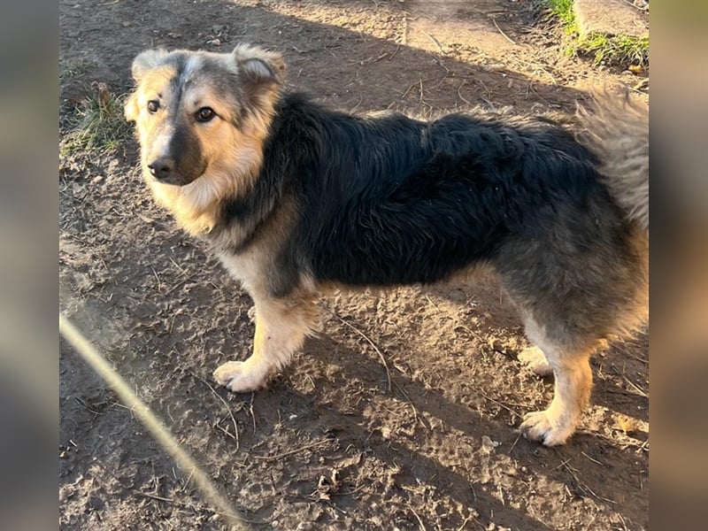 Pepper - sucht liebevolle Halter