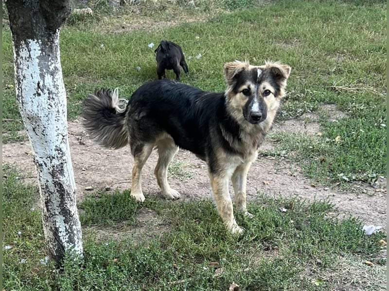 Pepper - sucht liebevolle Halter
