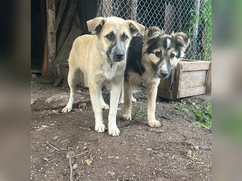 Pepper - sucht liebevolle Halter
