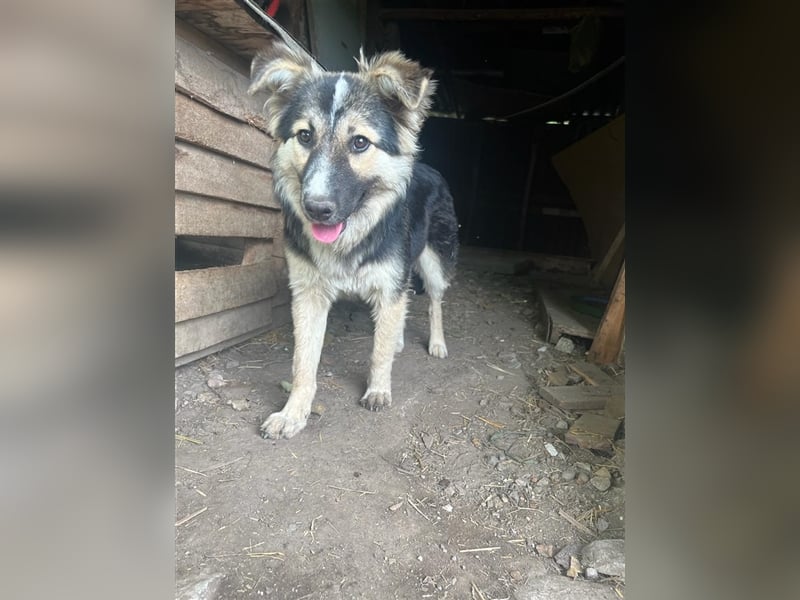 Pepper - sucht liebevolle Halter