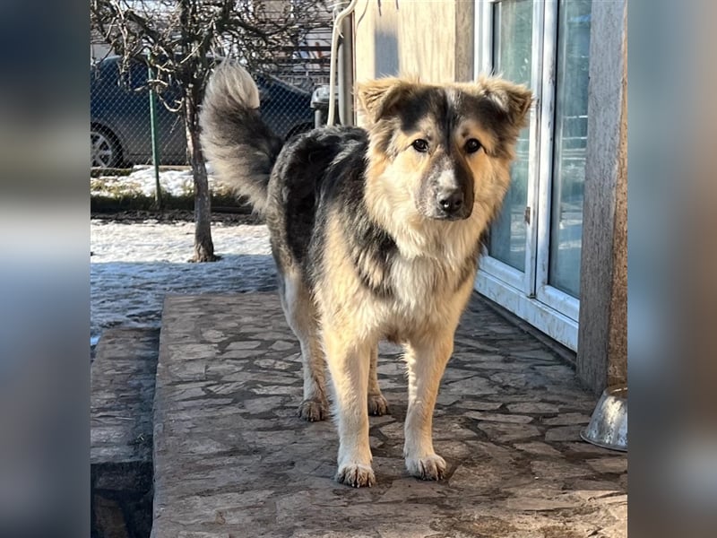 Pepper - sucht liebevolle Halter