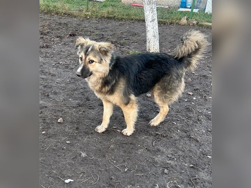 Pepper - sucht liebevolle Halter