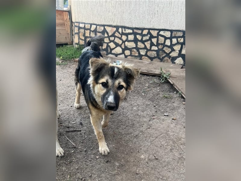 Pepper - sucht liebevolle Halter