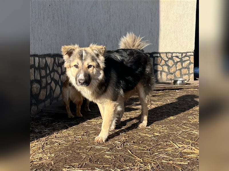 Pepper - sucht liebevolle Halter