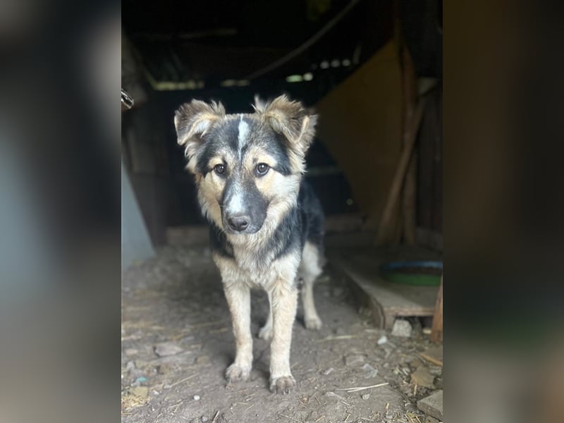 Pepper - sucht liebevolle Halter