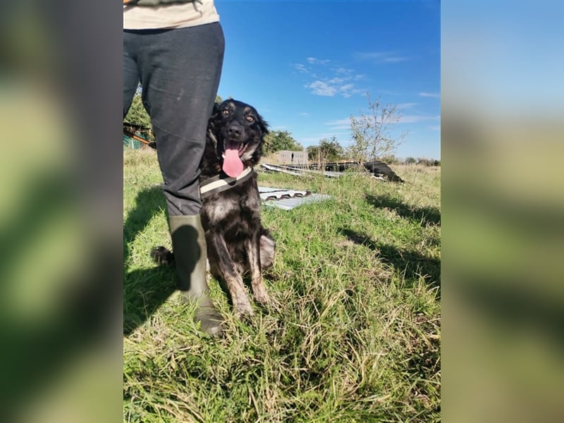 Akela, freut sich über tolle Spaziergänge mit ihrer Familie