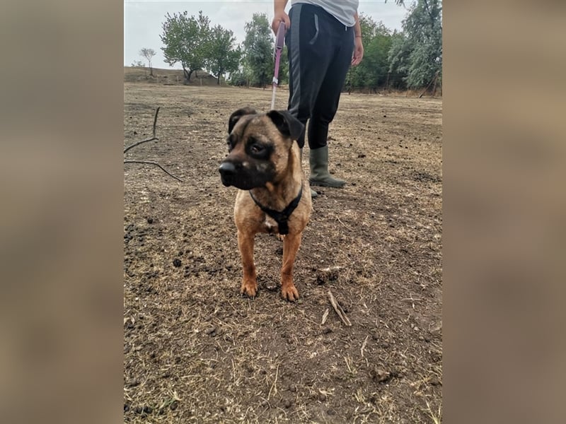 Tracy – arme Maus aus schlechter Haltung sucht liebes Zuhause