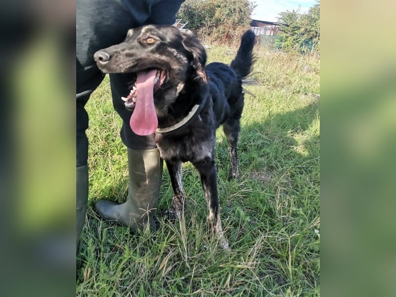 Akela, freut sich über tolle Spaziergänge mit ihrer Familie
