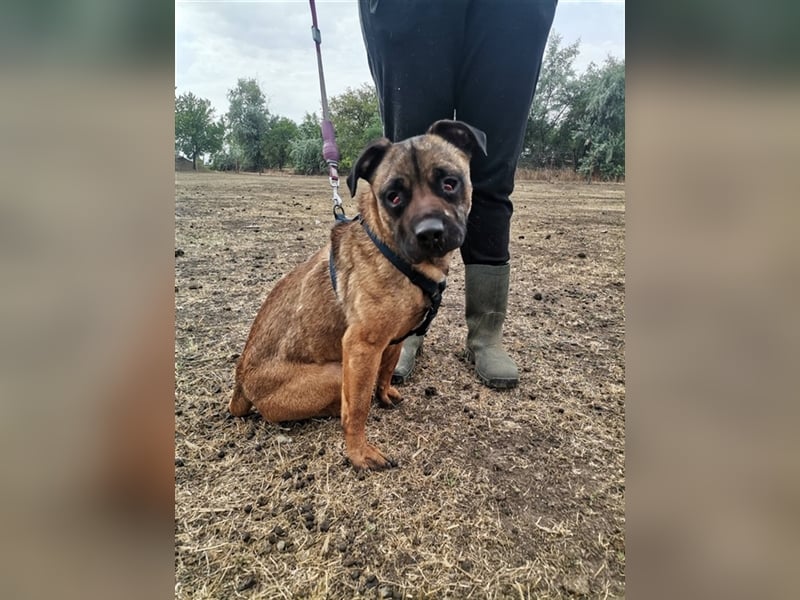 Tracy – arme Maus aus schlechter Haltung sucht liebes Zuhause