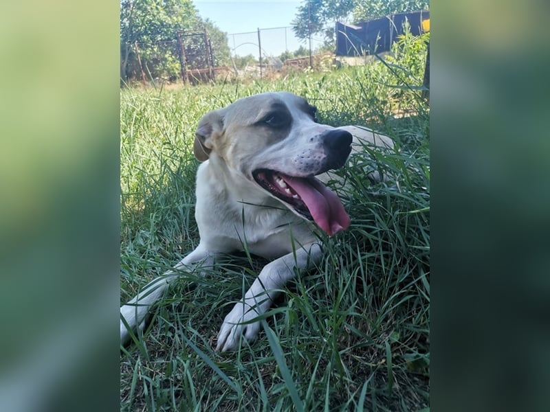 Bella – ein Traum auf 4 Pfoten