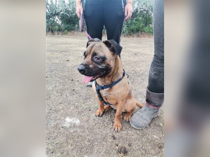 Tracy – arme Maus aus schlechter Haltung sucht liebes Zuhause