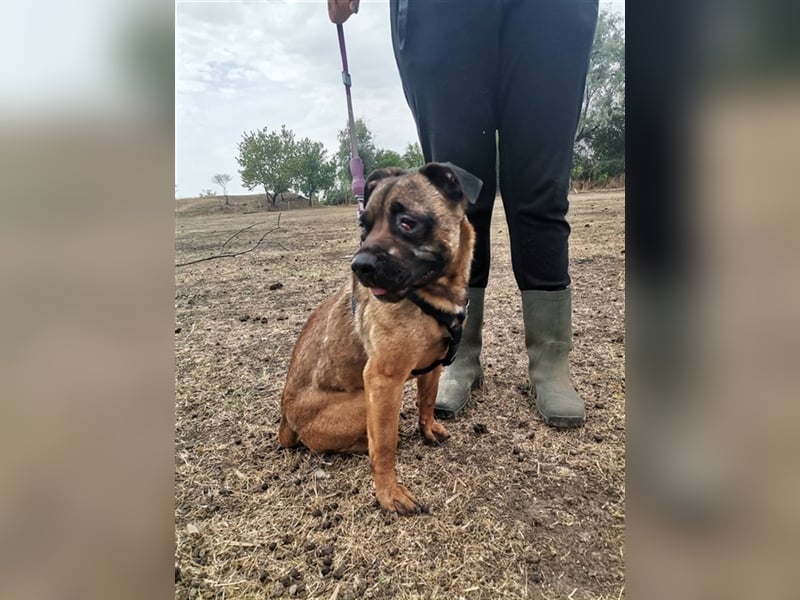 Tracy – arme Maus aus schlechter Haltung sucht liebes Zuhause