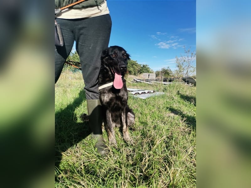 Akela, freut sich über tolle Spaziergänge mit ihrer Familie