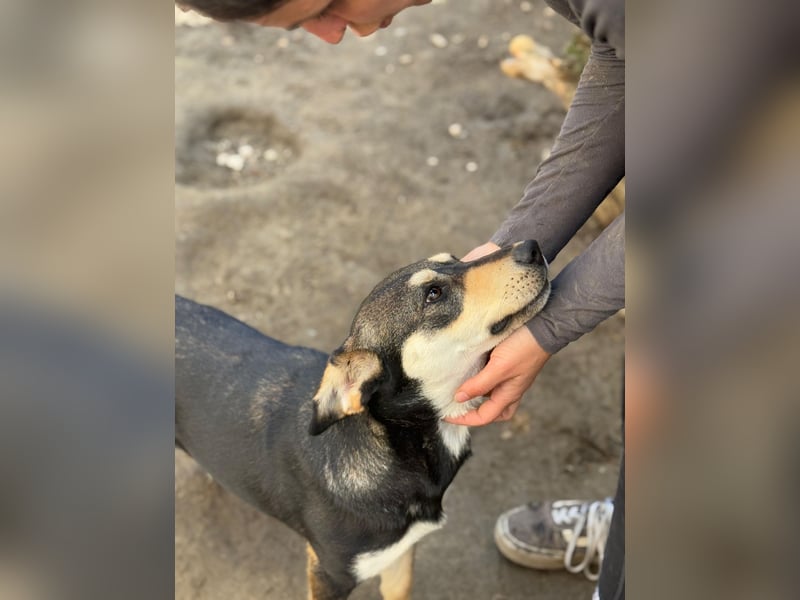 Lucy - junge Hündin voller Lebensfreude sucht Zuhause