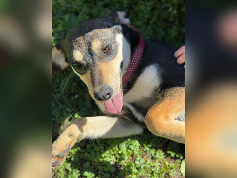 Lucy - junge Hündin voller Lebensfreude sucht Zuhause