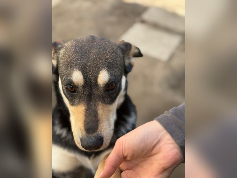 Lucy - junge Hündin voller Lebensfreude sucht Zuhause