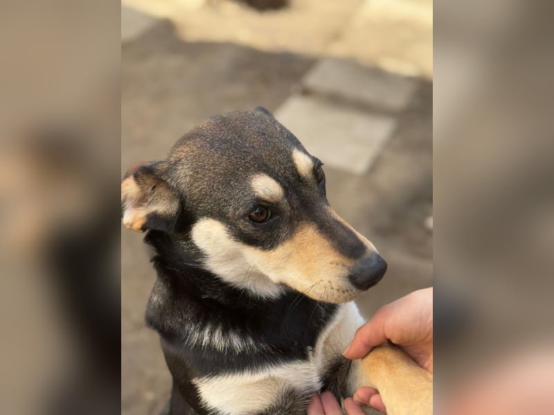 Lucy - junge Hündin voller Lebensfreude sucht Zuhause
