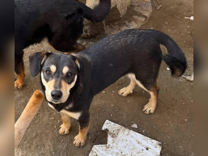 Lucy - junge Hündin voller Lebensfreude sucht Zuhause