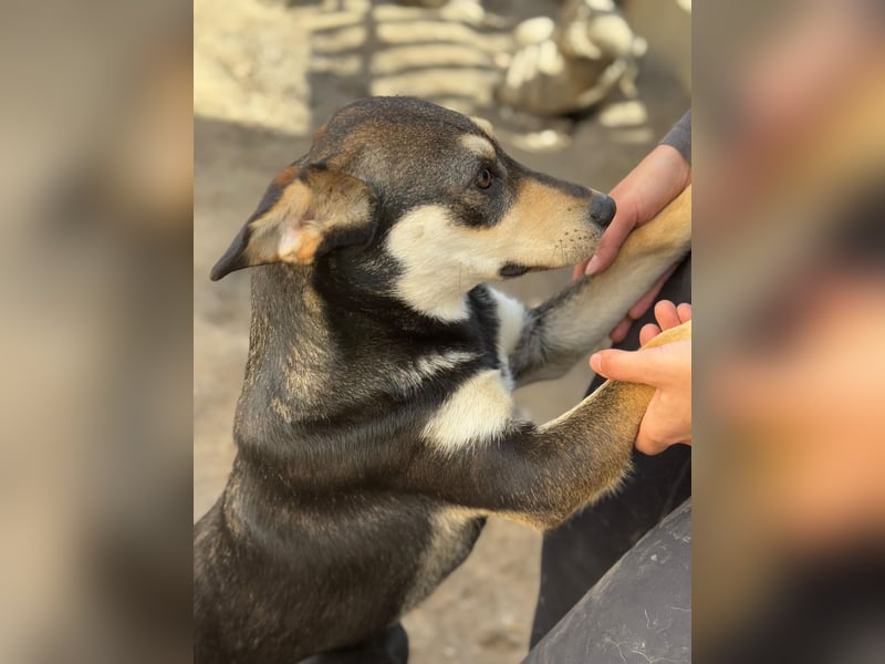 Lucy - junge Hündin voller Lebensfreude sucht Zuhause