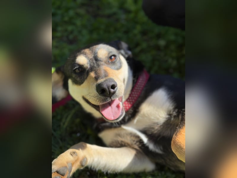 Lucy - junge Hündin voller Lebensfreude sucht Zuhause