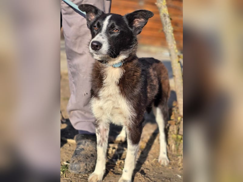 Lieblingsmenschen für die bezaubernde „Foxi“ gesucht