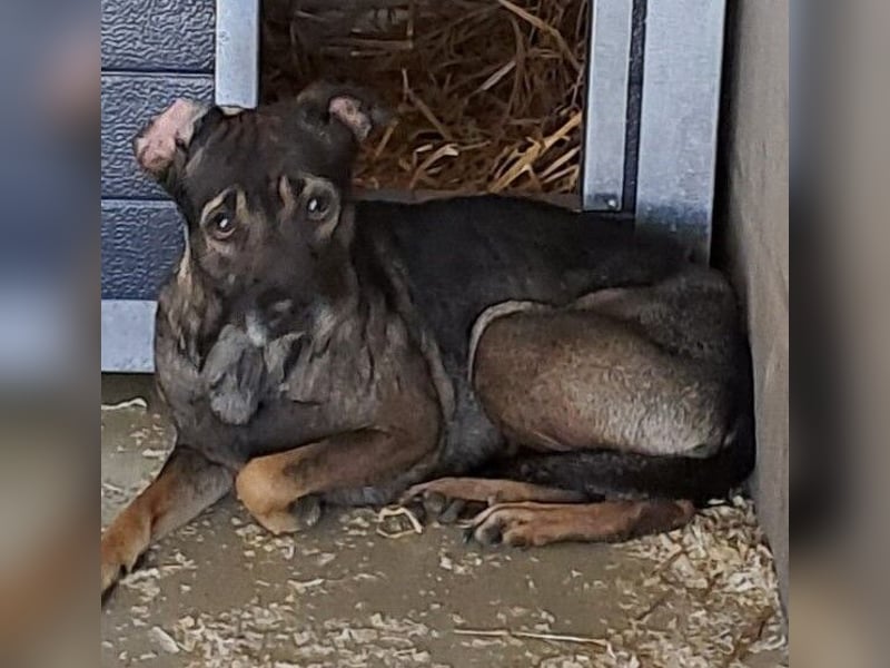 DANIJA SUCHT VERSTÄNDNISVOLLE MENSCHEN
