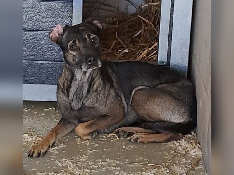 DANIJA SUCHT VERSTÄNDNISVOLLE MENSCHEN