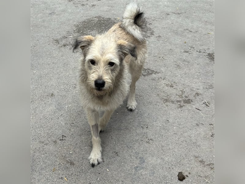 DELA - HATTE ZWEI HERRCHEN