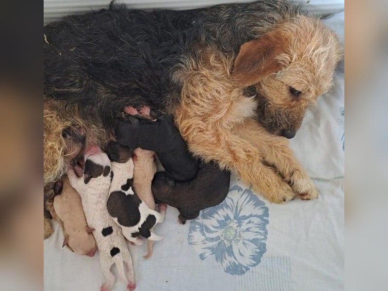 BEBORA SUCHT IHRE FAMILIE