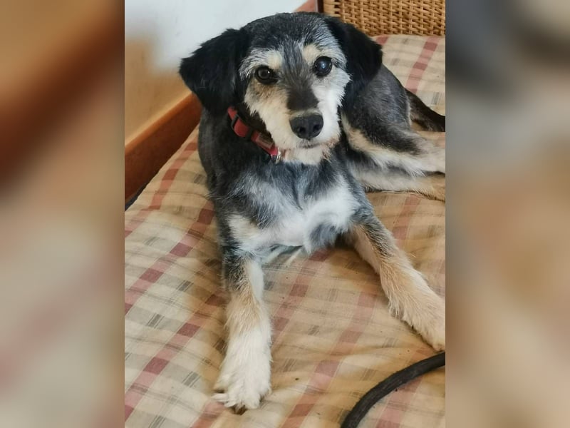 Lilli – Eine zarte Seele auf der Suche nach Vertrauen und einem Zuhause.