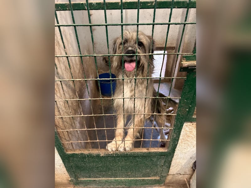 Daisy – zarte Hundeseele auf der Suche nach Geborgenheit