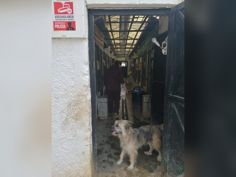 Daisy – zarte Hundeseele auf der Suche nach Geborgenheit