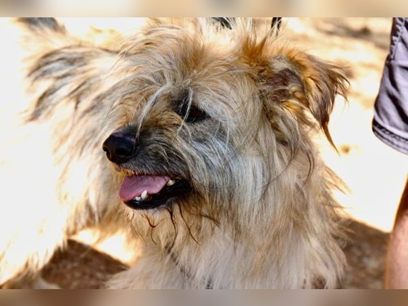 Daisy – zarte Hundeseele auf der Suche nach Geborgenheit