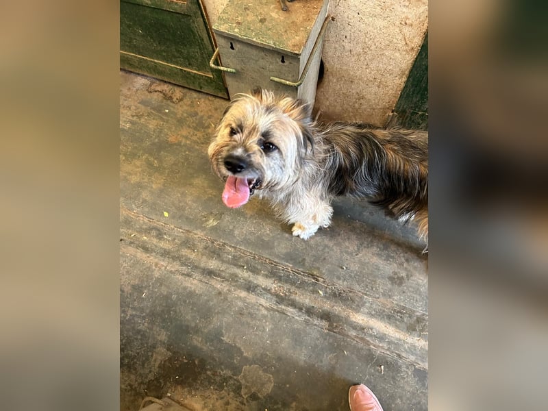Daisy – zarte Hundeseele auf der Suche nach Geborgenheit