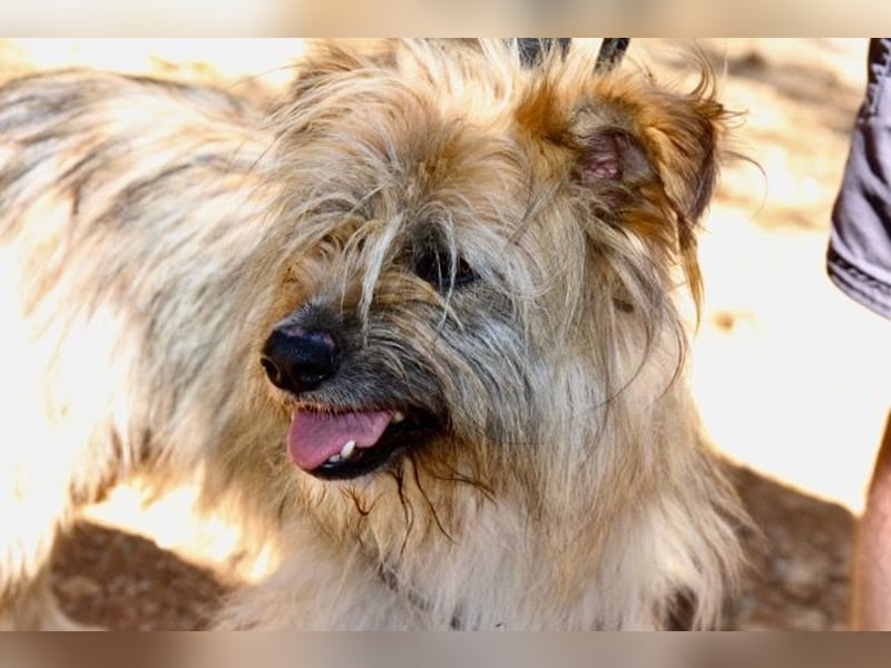 Daisy – zarte Hundeseele auf der Suche nach Geborgenheit