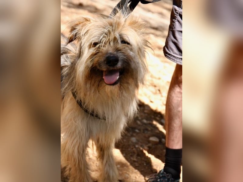 Daisy – zarte Hundeseele auf der Suche nach Geborgenheit
