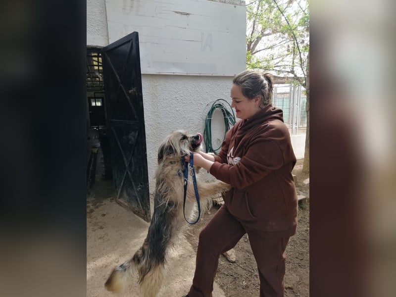 Daisy – zarte Hundeseele auf der Suche nach Geborgenheit