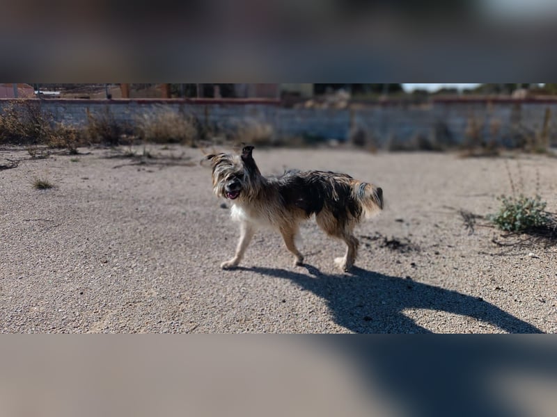 Daisy – zarte Hundeseele auf der Suche nach Geborgenheit