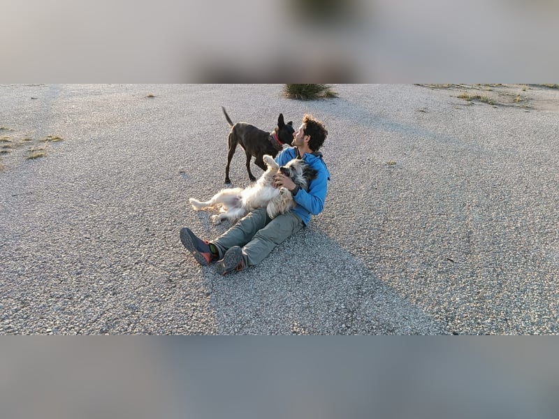 Daisy – zarte Hundeseele auf der Suche nach Geborgenheit